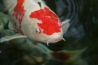 koi carp