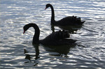 DSCF1762_Large.thumb.jpg