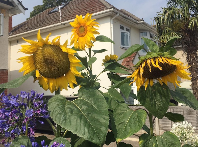 Sunflowers in bloom